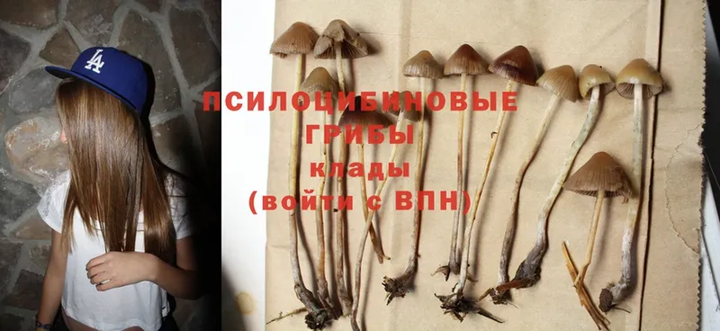 продажа наркотиков  Верхняя Салда  Псилоцибиновые грибы Psilocybe 